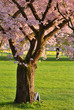 Kirschbaum in voller Blüte