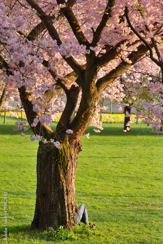 Photo: Kirschbaum in voller Blüte Kirschbaum in voller Blüte