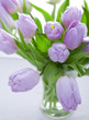 lilac tulips