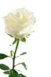 white rose isolated
