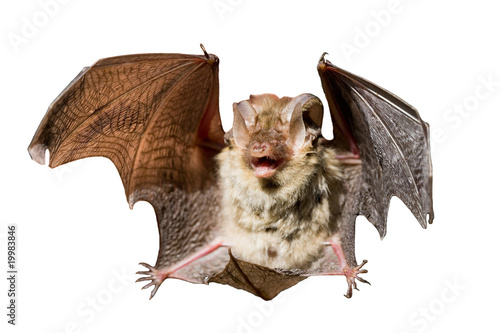 Photo: Bat on a white background Bat on a white background