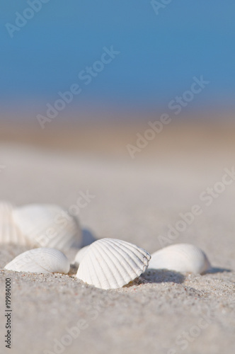 Foto: Endlich Sommer!, Muscheln am Sandstrand, Ostsee Endlich Sommer!, Muscheln am Sandstrand, Ostsee