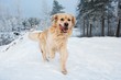 Golden retriever running in the snow .