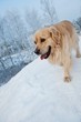 Portrait of a funny golden retriever .