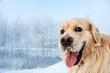 Portrait of a funny golden retriever .