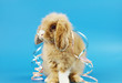 Hase