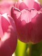 Tulpen