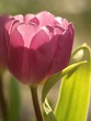 Tulpe