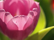 Tulpe