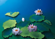 water lily