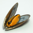 moule