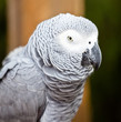 Beautiful colorful parrot