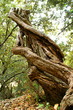 uralter Olivenbaum uralter Olivenbaum