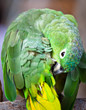 Beautiful colorful parrot