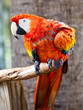 Beautiful colorful parrot