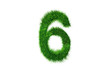 Grüne Nummer 6 Grüne Nummer 6