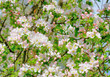 blossom apple tree.