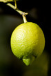 Limone