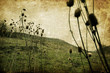 Vintage nature