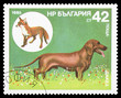 Animals on a postage stamp Animals on a postage stamp