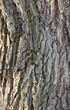 Bark texture