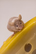 Mouse in cheese