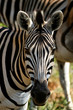 Foto: Zebra Zebra
