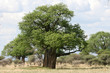 Baobab Tree - Tarangire National Park. Tanzania, Africa Baobab Tree - Tarangire National Park. Tanzania, Africa