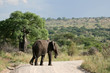 Elephant. Tanzania, Africa
