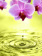 Orchideen der Sinnlichkeit