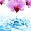 Orchidee erfrischend