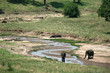 Elephant. Tanzania, Africa