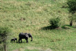 Elephant. Tanzania, Africa