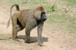 Baboon - Tanzania, Africa Baboon - Tanzania, Africa