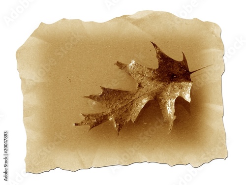 automne automne