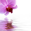 Orchidee Spiegelung