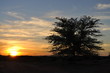 Thorn tree at sunrise