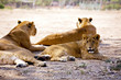 Friendly lionesses in zoo