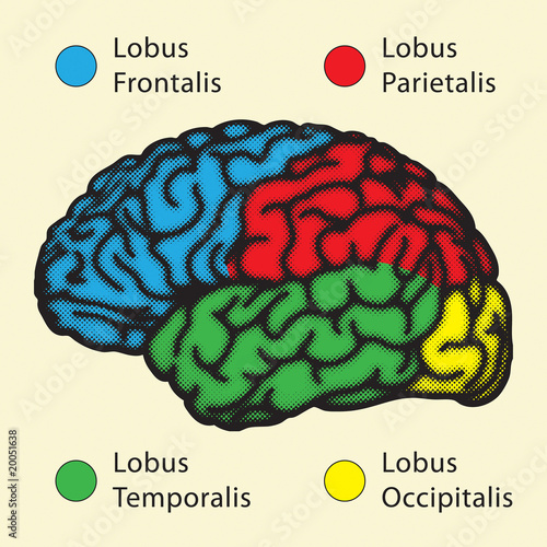 lobes of brain. Brain, cerebral hemisphere