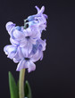 Foto: Violet flower. Violet flower.