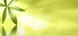 Wellness Banner Wellness Banner