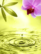 Wellness vital