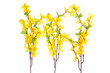 Forsythia Flowers