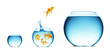 goldfish jumping out of the water goldfish jumping out of the water