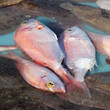 Marché aux poissons : Pageots