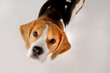 Foto: Dog Dog