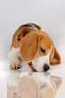 Foto: Dog Dog