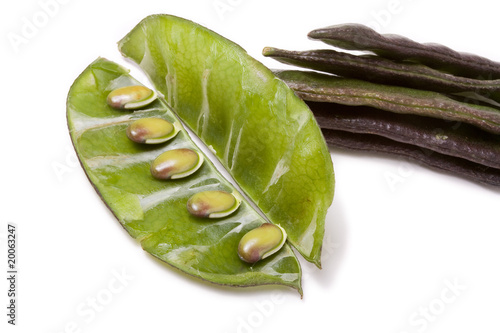 Photo: Indian Bean Indian Bean