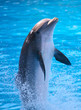 Photo: A Dolphin A Dolphin