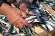Marché aux poissons : Sardines #3